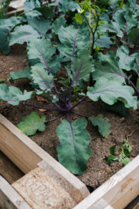 Kohlrabi anpflanzen Hochbeet
