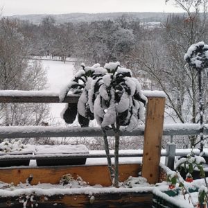 Palmkohl_frostfest_winterhart