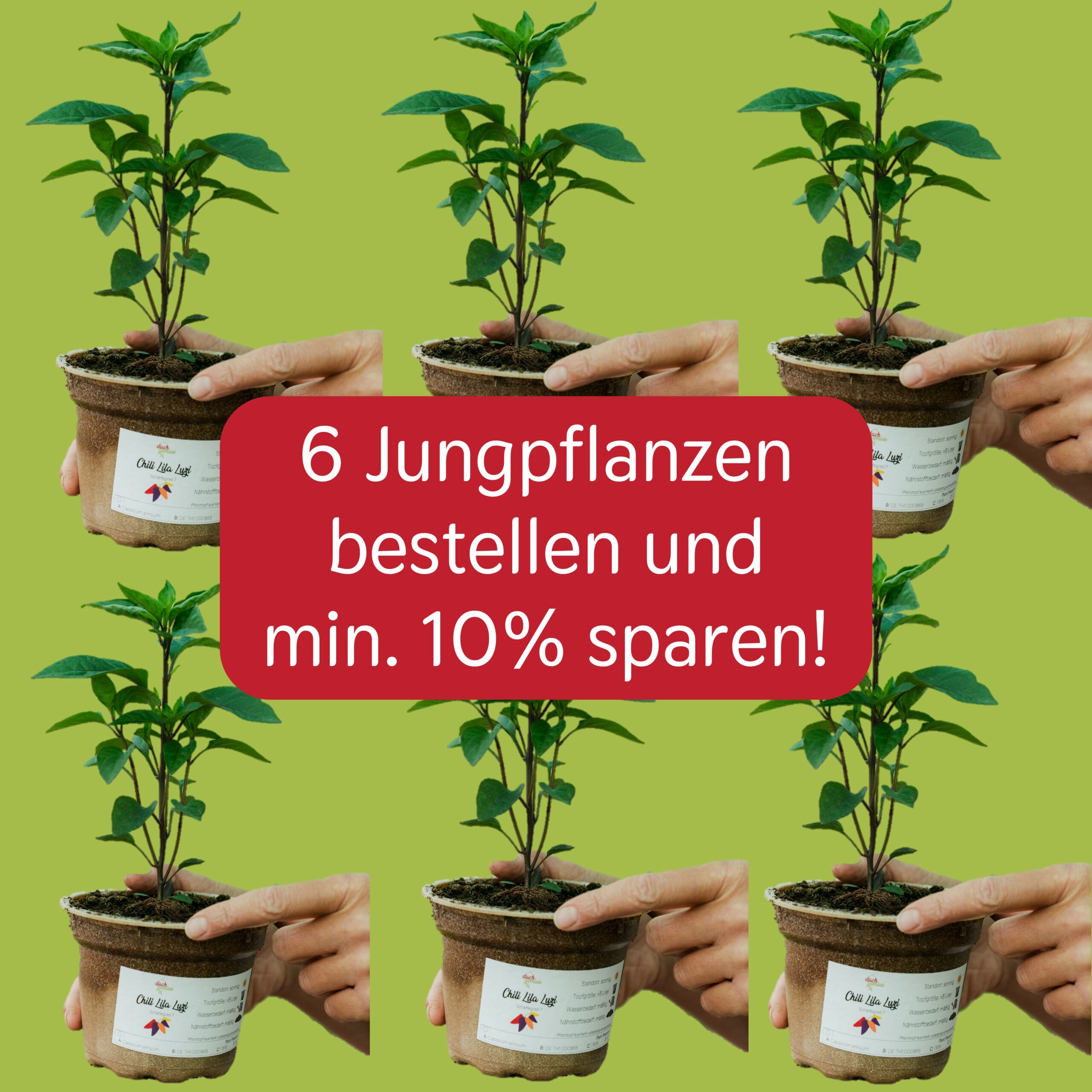 6er Set Gemüse Jungpflanzen