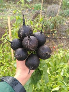 schwarzer Winterrettich Bio Saatgut ernte