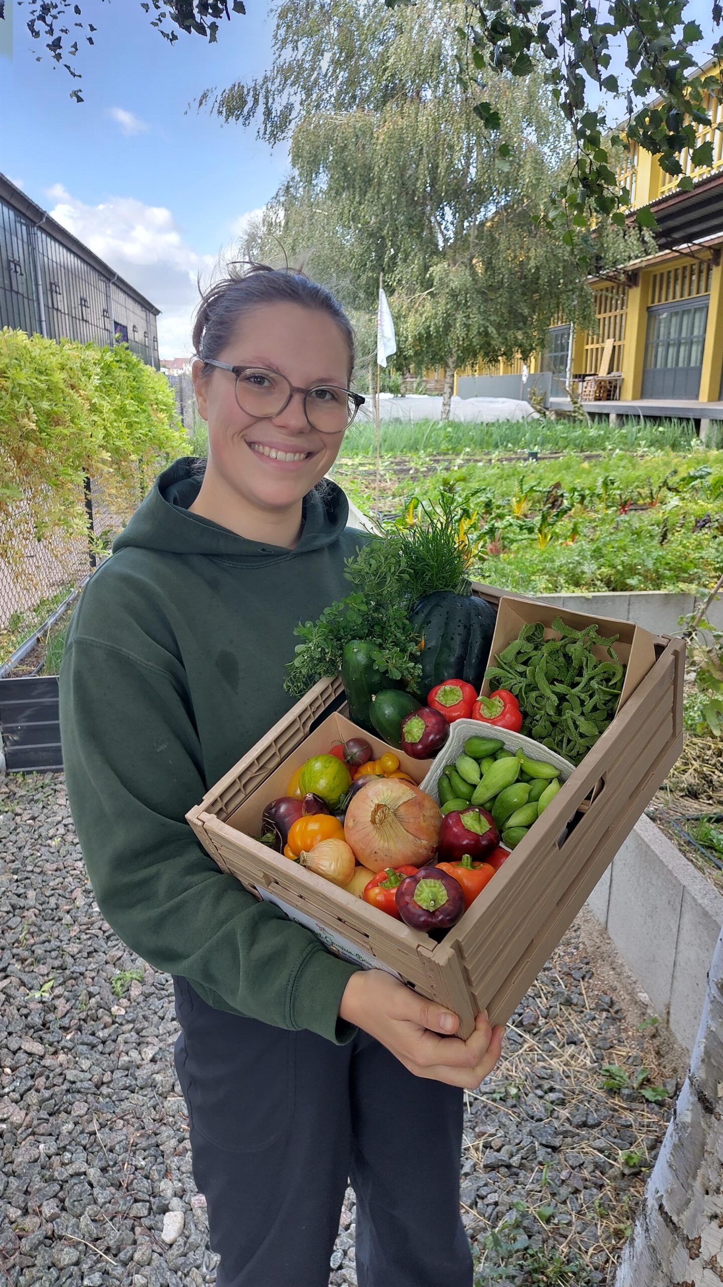 Ernte Dank Abo Gemüsekiste von der Dachgemüse auf der Stadtfarm Erfurt.